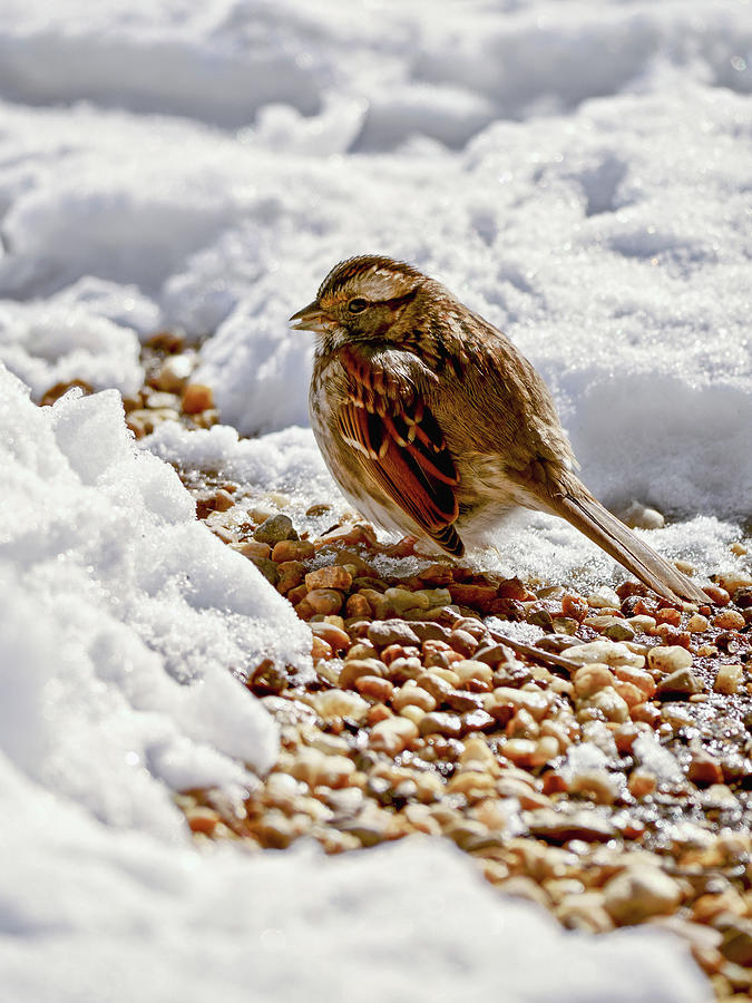 Sparrow on a Winter Day Photograph by Rachel Morrison