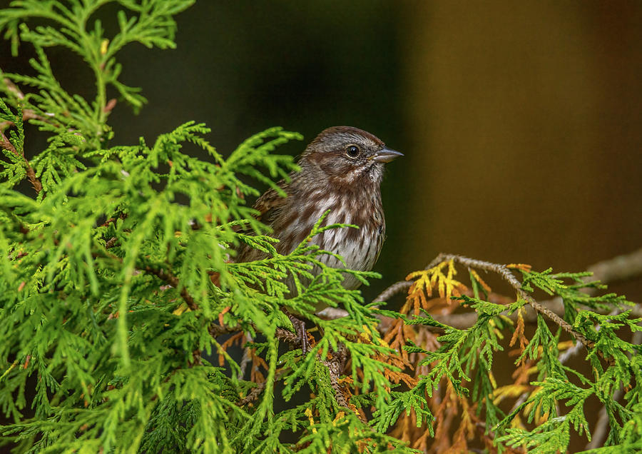 Sparrow Photograph - Sparrow on Cedar by Marv Vandehey