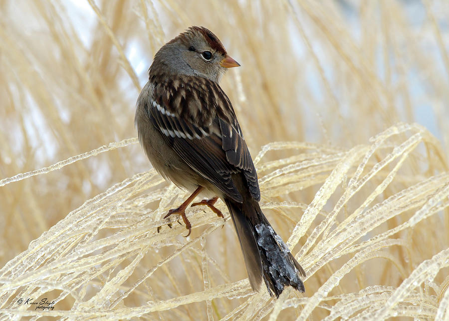 Sparrow on Icy Plant Photograph by Karen Slagle