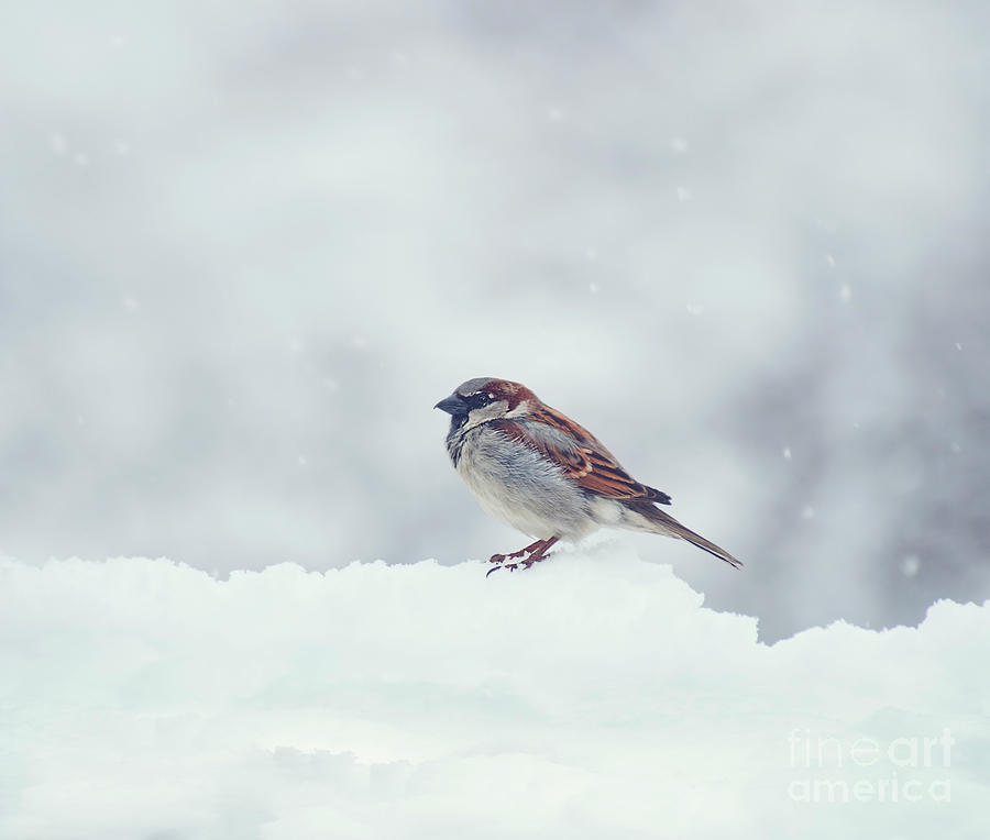 Sparrow Photograph -  Sparrow on snow in the winter by Svetlana Foote