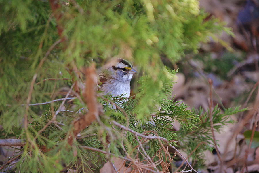 Sparrow Peeking Through The Trees Photograph By Gaby Ethington - Fine 