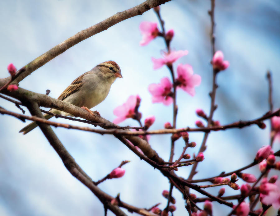 Sparrow Perched In Peach Blossoms Photograph