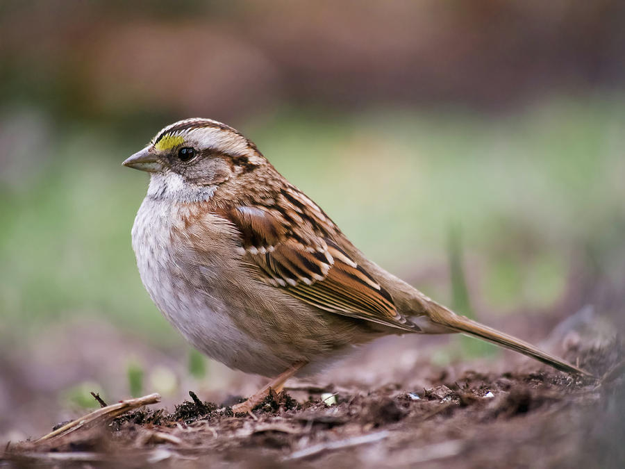Sparrow  Photograph by Rachel Morrison
