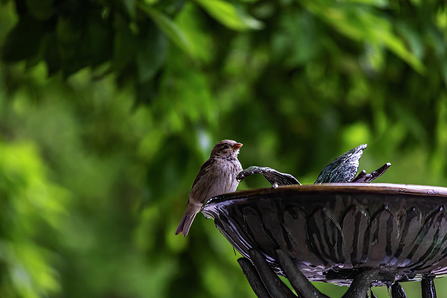 Sparrow Photograph