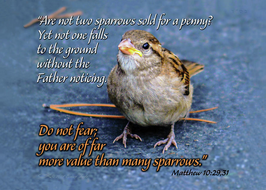 Sparrow Scripture Matthew 10 Mixed Media by Brian Tada