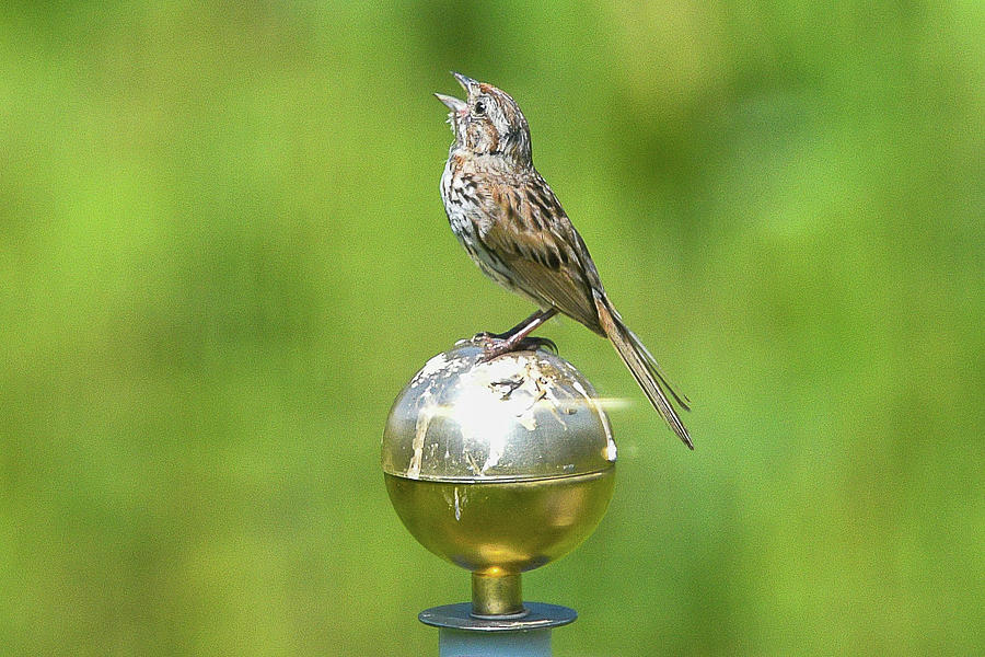 Sparrow Singing Photograph by Claire Gruneberg - Pixels