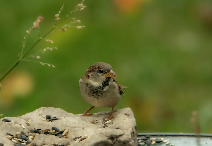 Sparrow Song Bird Photograph by Sandra Js