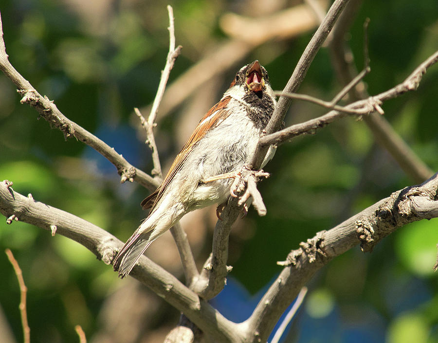 Sparrow Song Photograph by Scotty Baby - Fine Art America