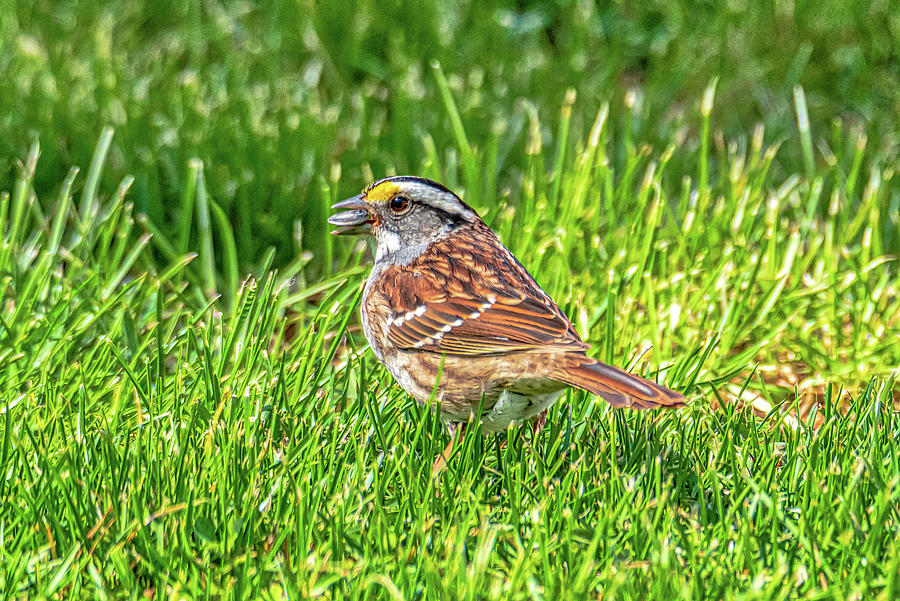 Sparrow with a Seed Photograph by Donald Lanham - Fine Art America