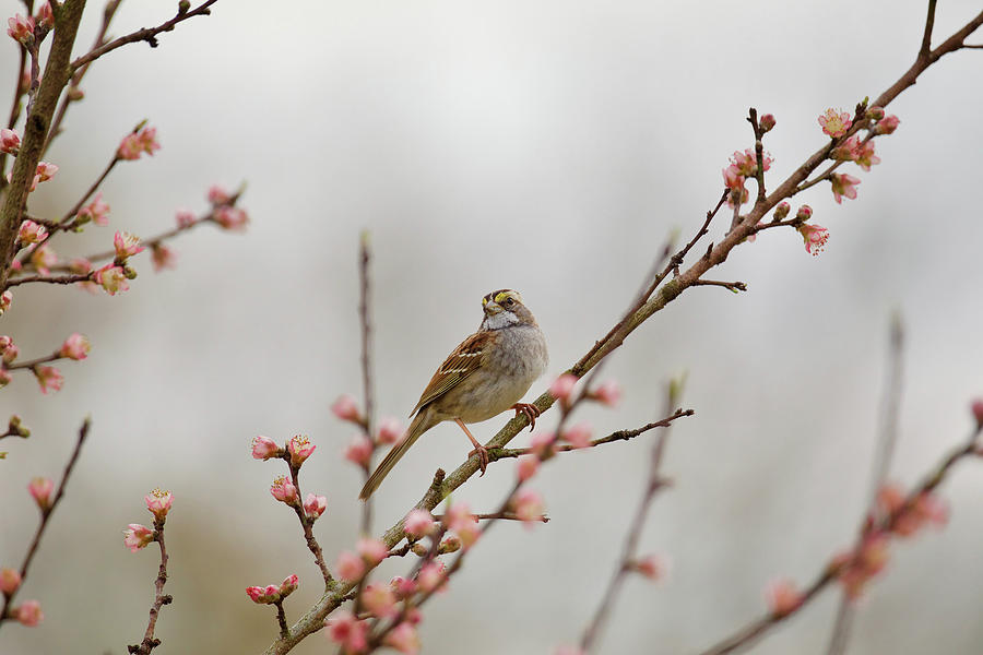Sparrow with Pink Blossoms Photograph by Rachel Morrison