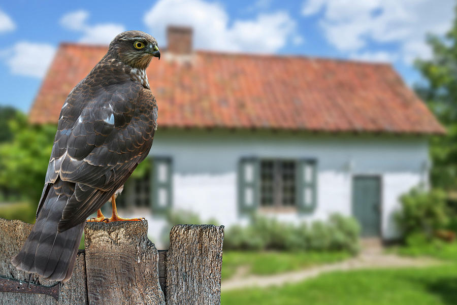Sparrowhawk in Garden Photograph by Arterra Picture Library
