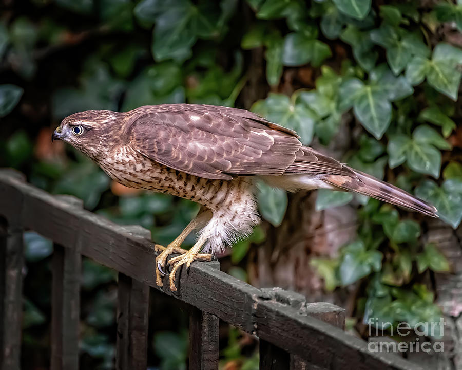 Sparrowhawk UK Photograph by Adrian Evans