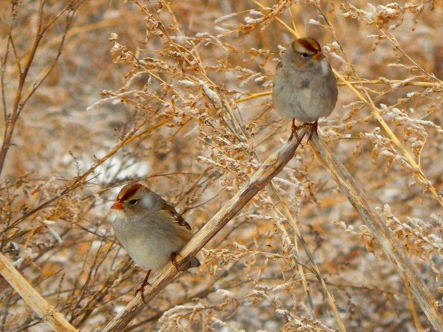 Sparrows in a Yellow Thicket Photograph by Dan Miller