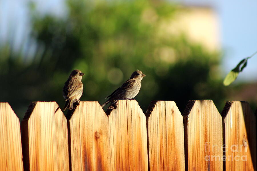 Sparrows on a Fence Photograph by Colleen Cornelius