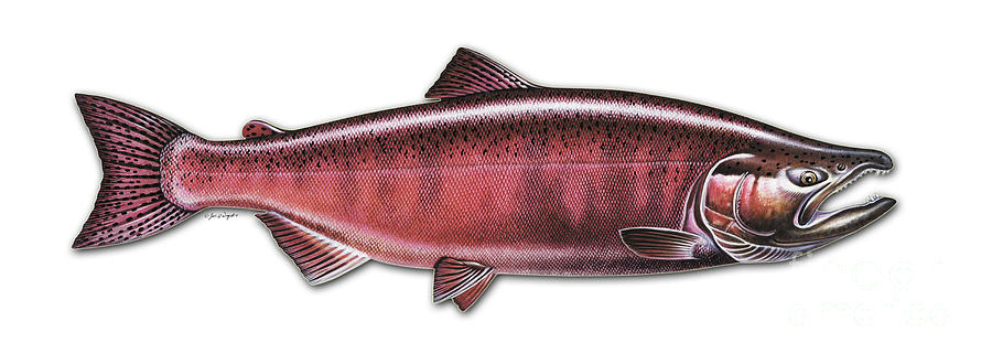 Spawning Chinook Salmon Painting by Jon Q Wright
