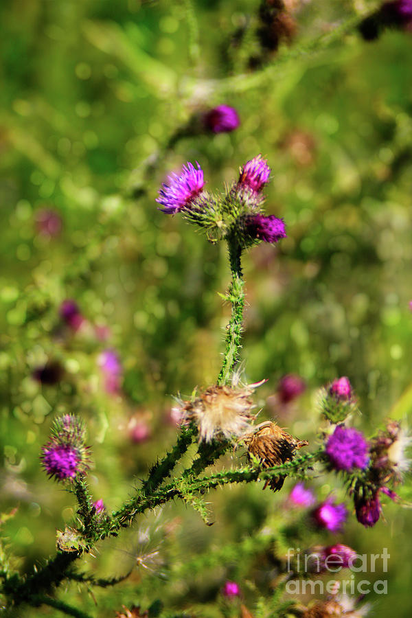 Spear Thistle Photograph by Doc Braham