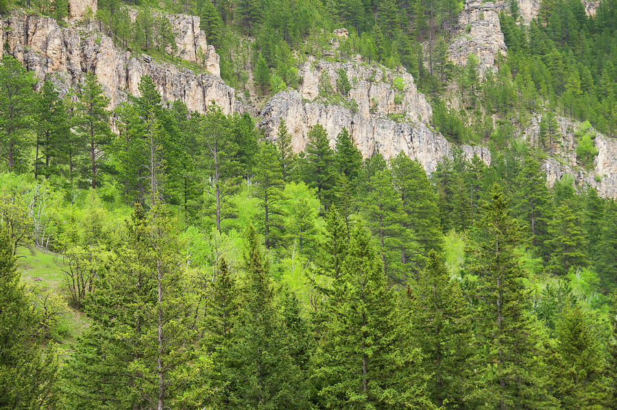 Spearfish Canyon Photograph by Larry Bohlin