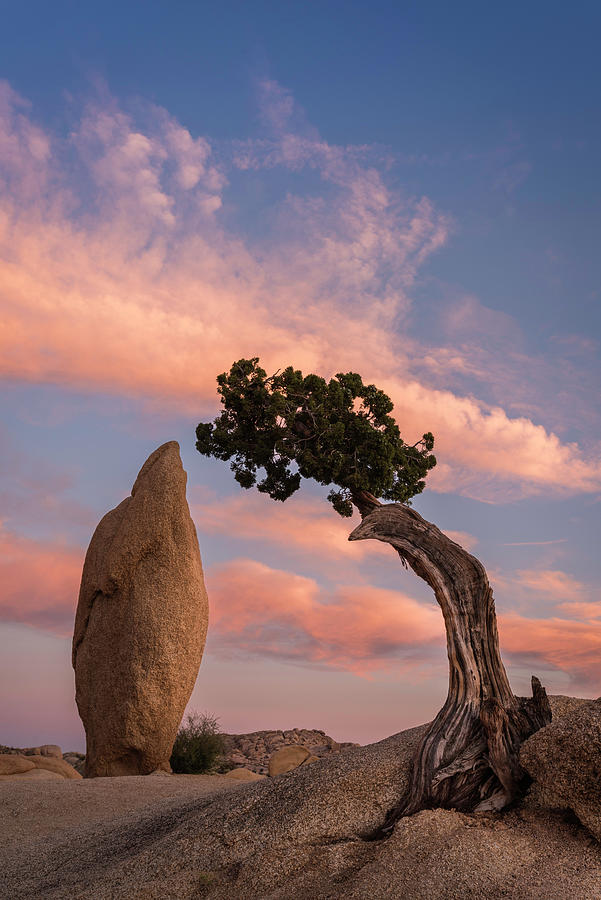 Spearhead Rock and Juniper Tree Sunset Portrait Photograph by Scott Cunningham