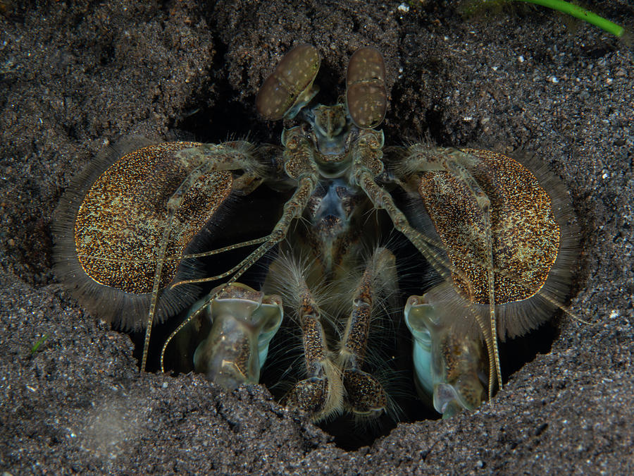 Spearing Mantis Shrimp Photograph by Brian Weber