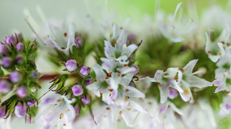 Flower Photograph - Spearmint Blooms by D Lee