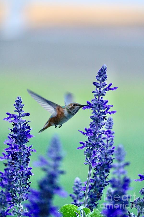 Special Hummingbird 2 Photograph by Carol Groenen