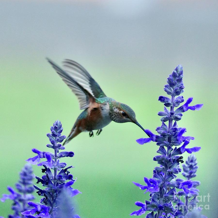 Special Hummingbird Photograph by Carol Groenen