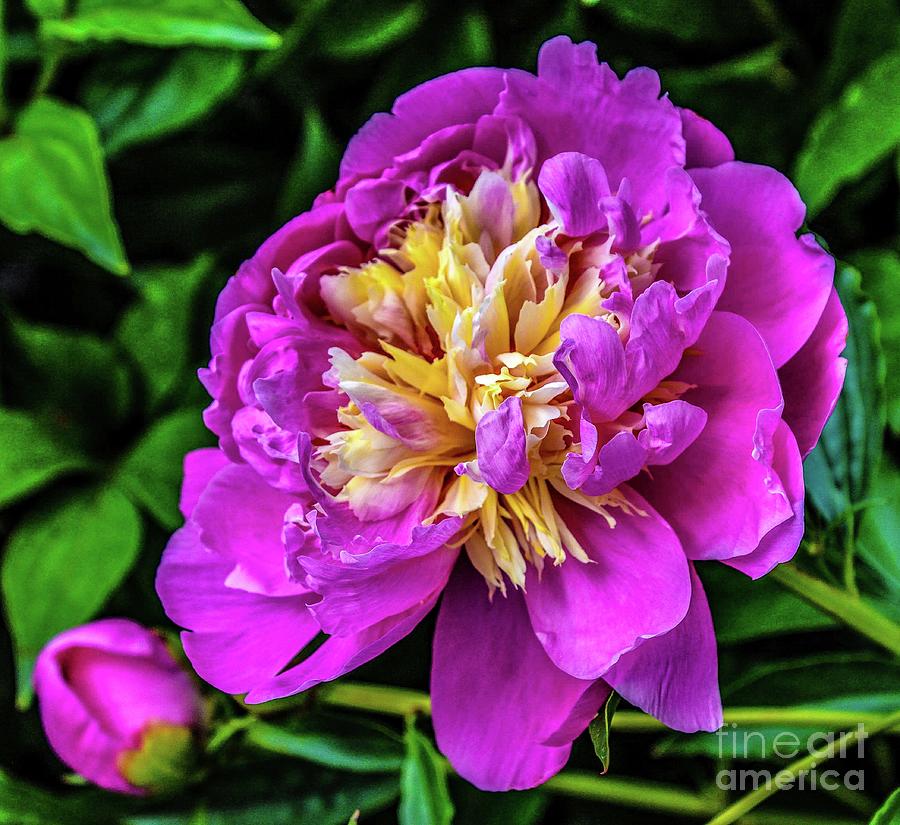 Special Sorbet Peony Photograph by Cindy Treger - Fine Art America