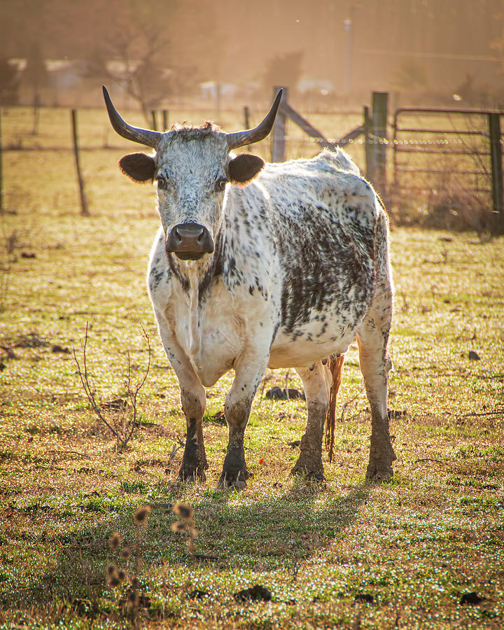 Speckle Park Cow  Photograph by Kristia Adams