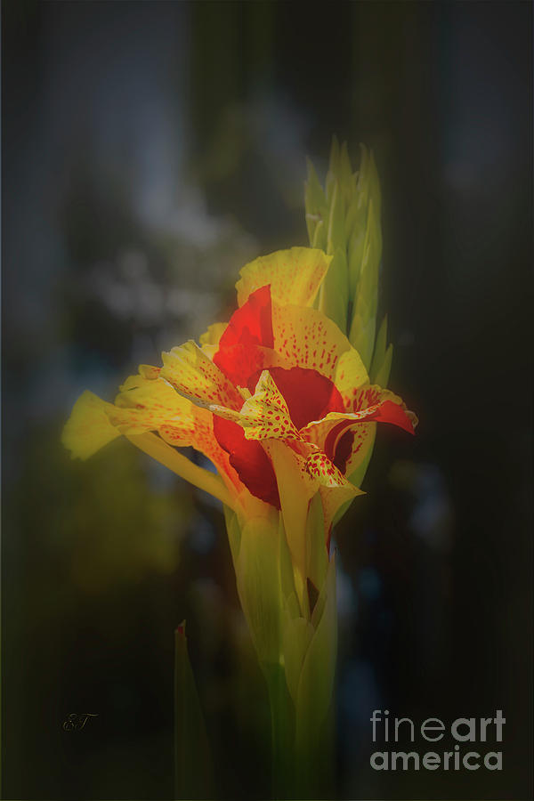 Speckled Canna Lily Photograph by Elaine Teague