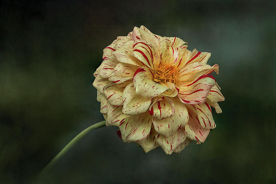 Speckled Dahlia Flower Photograph by Patti Deters