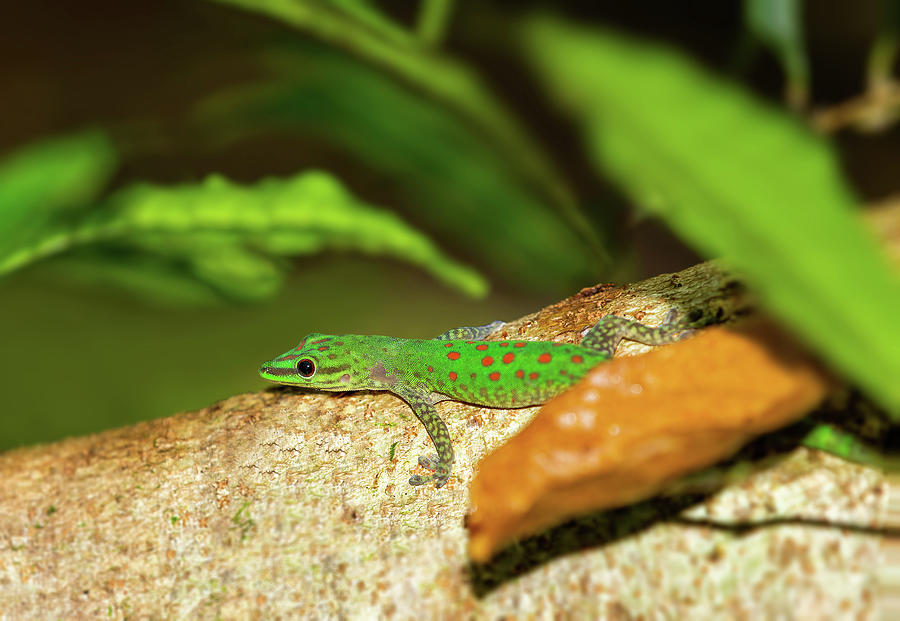 Speckled day gecko, Phelsuma guttata, Masoala Tampolo Marine park ...