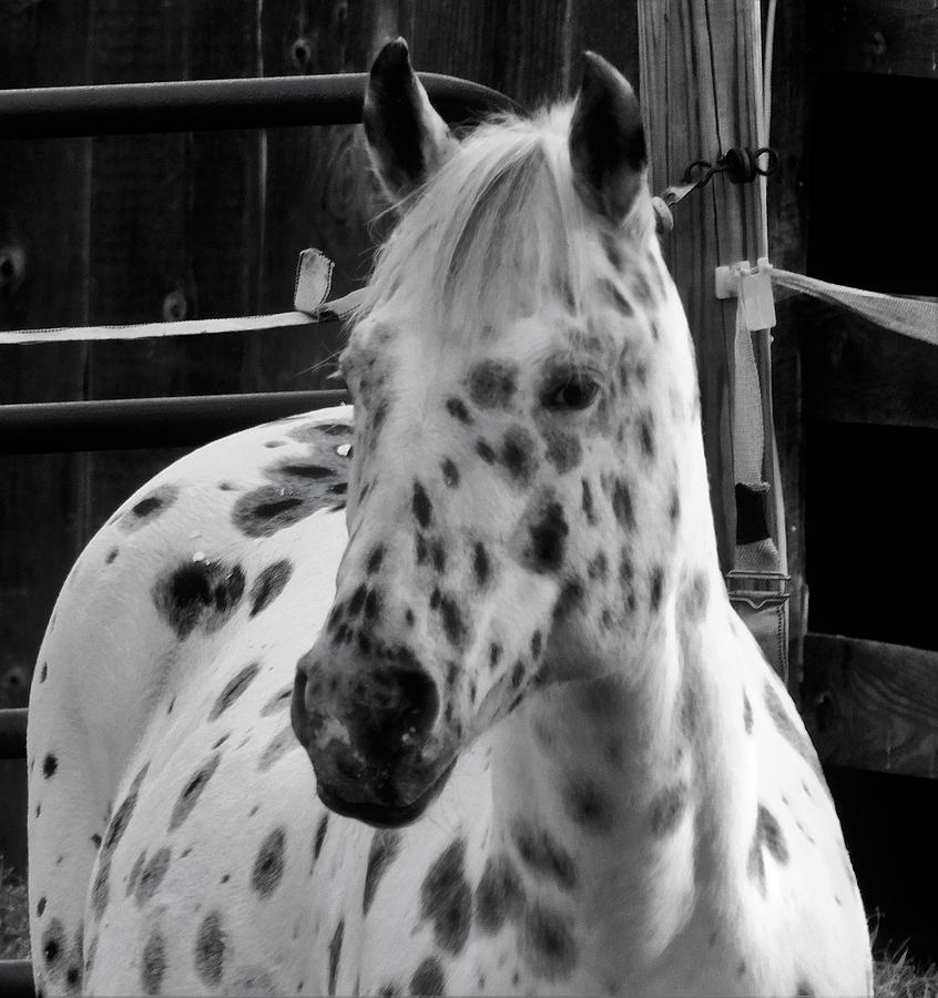 - Speckled Horse Photograph by THERESA Nye