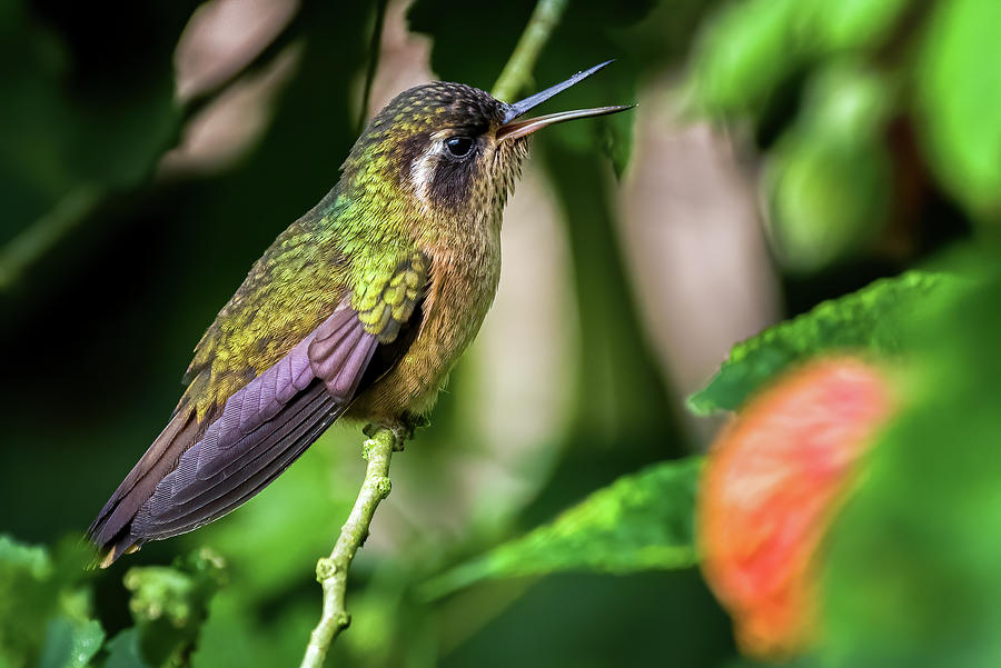 Speckled Hummingbird Finca Florida Cali Valle del Cauca Colombia Photograph by Adam Rainoff