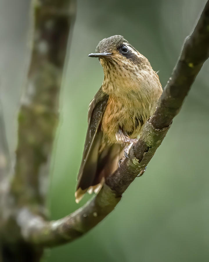 Speckled Hummingbird La Conchita Cali Valle del Cauca Colombia Photograph by Adam Rainoff