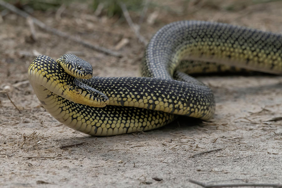 Speckled Kingsnakes mating Photograph by Danielle Christine White ...