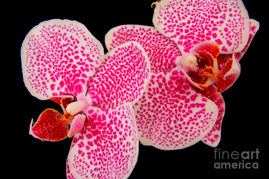 Speckled Orchid Macro - Phalaenopsis Photograph