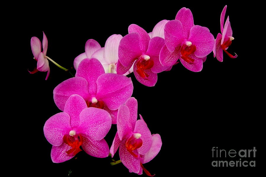Speckled Orchid On Black - Phalaenopsis Photograph