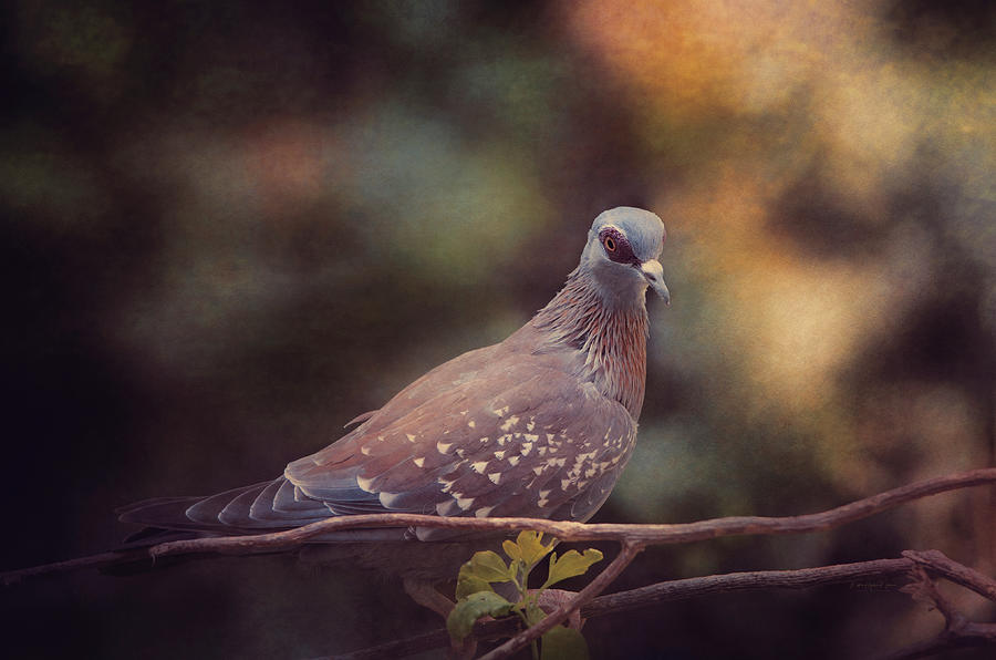 Speckled Pigeon Photograph by Maria Angelica Maira