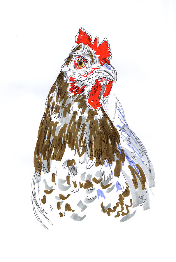 Speckled Sussex Hen Brown Red Drawing Drawing by Mike Jory