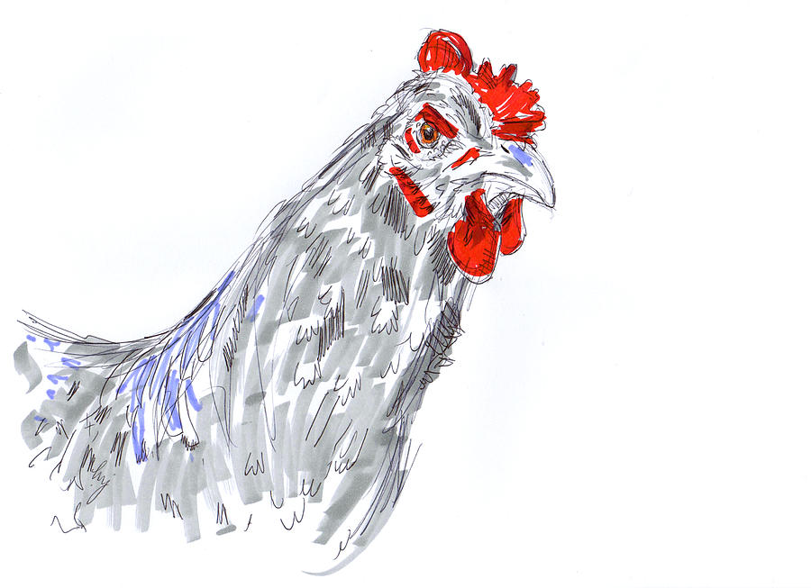 Speckled Sussex Hen Gray Red Drawing Drawing by Mike Jory