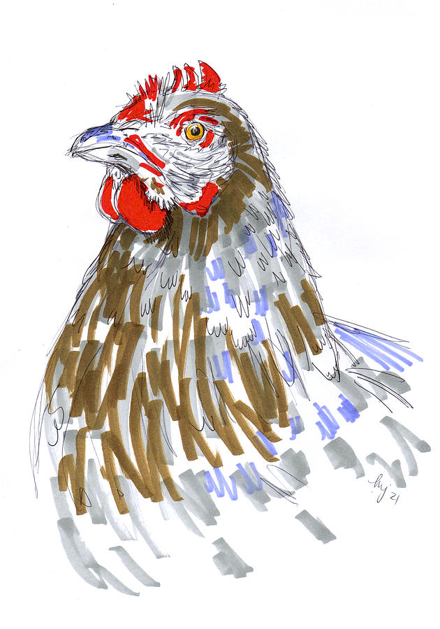 Speckled Sussex Hen Illustration Drawing Drawing by Mike Jory