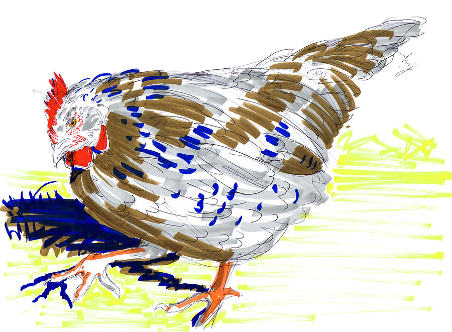 Speckled Sussex Hen Walking Drawing Drawing by Mike Jory