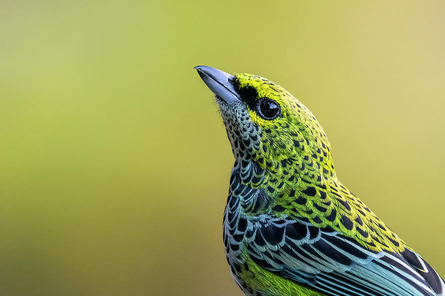 Speckled Tanager - 2021012102 Photograph by Mike Timmons - Fine Art America