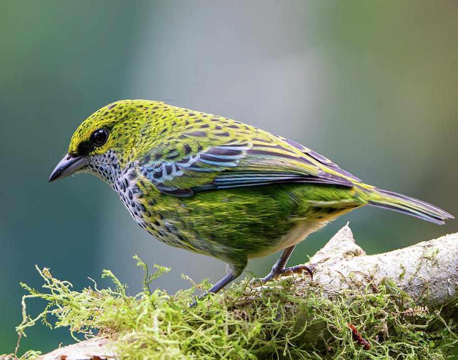Speckled Tanager Photograph by Mary Catherine Miguez