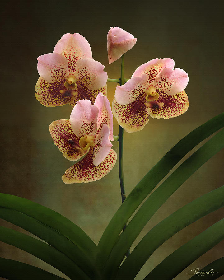 Speckled Vanda Orchid  Digital Art by M Spadecaller