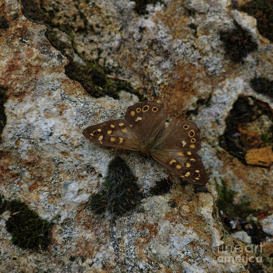 Speckled Wood Butterfly - Pararge tircis Photograph by Yvonne Johnstone