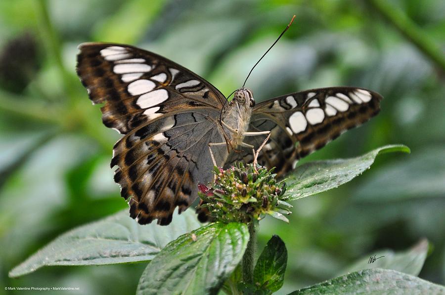 Speckled Wood Photograph by Mark Valentine