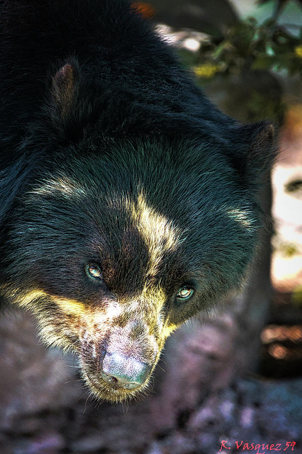 Spectacle Bear  Photograph by Rene Vasquez