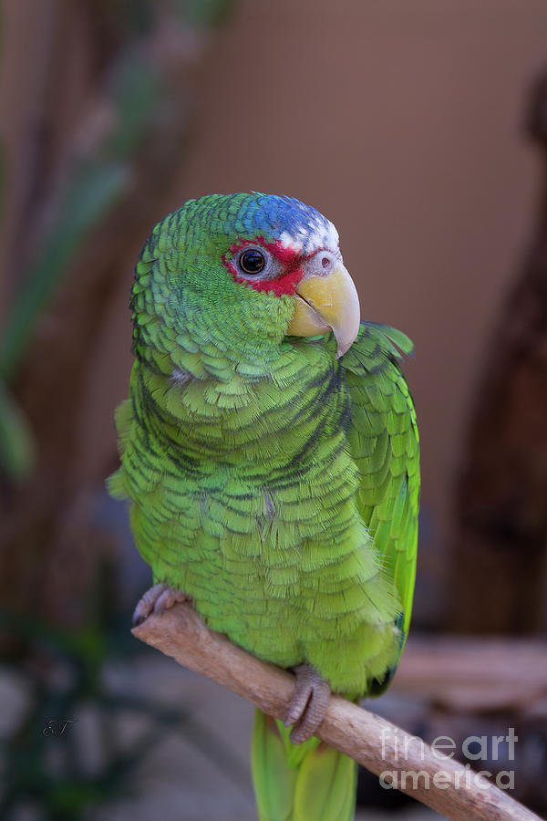 Spectacled Amazon Parrot Photograph by Elaine Teague