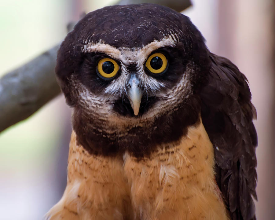 Spectacled owl Digital Art by Flees Photos